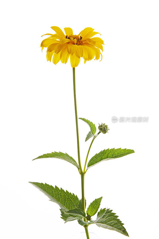 拉丁语Heliopsis helianthoides var.scabra 'Venus'中的夏季太阳